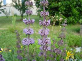 Mentha arvensis (sud-ouest)